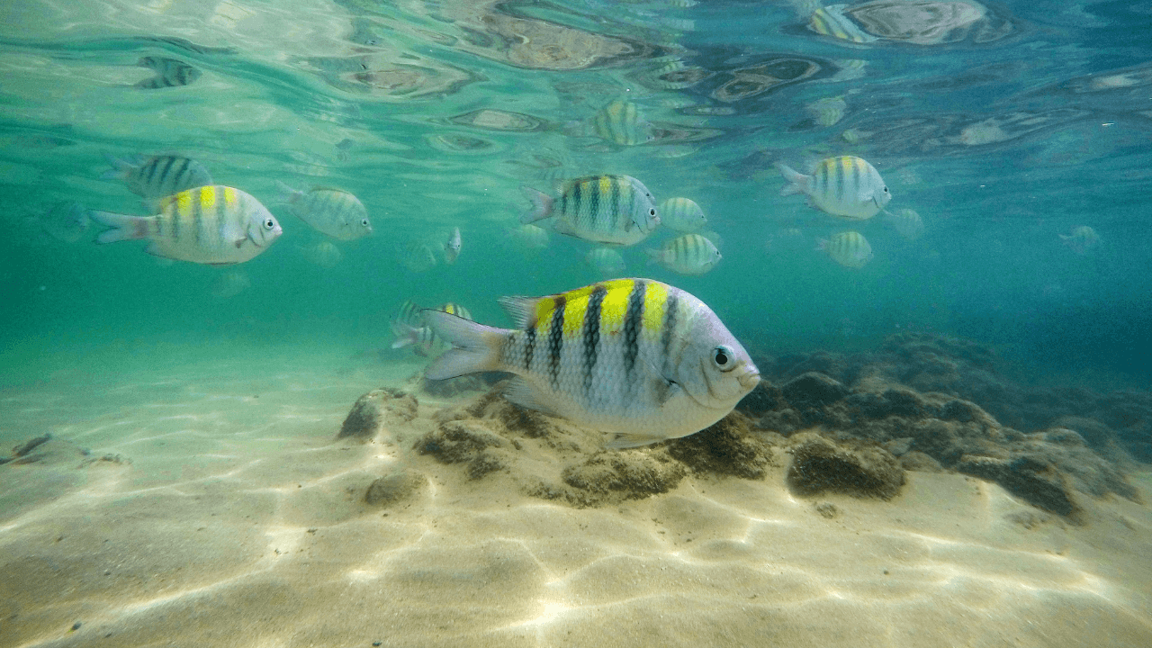 PORTO DE GALINHAS - 7 Dias — foto 8