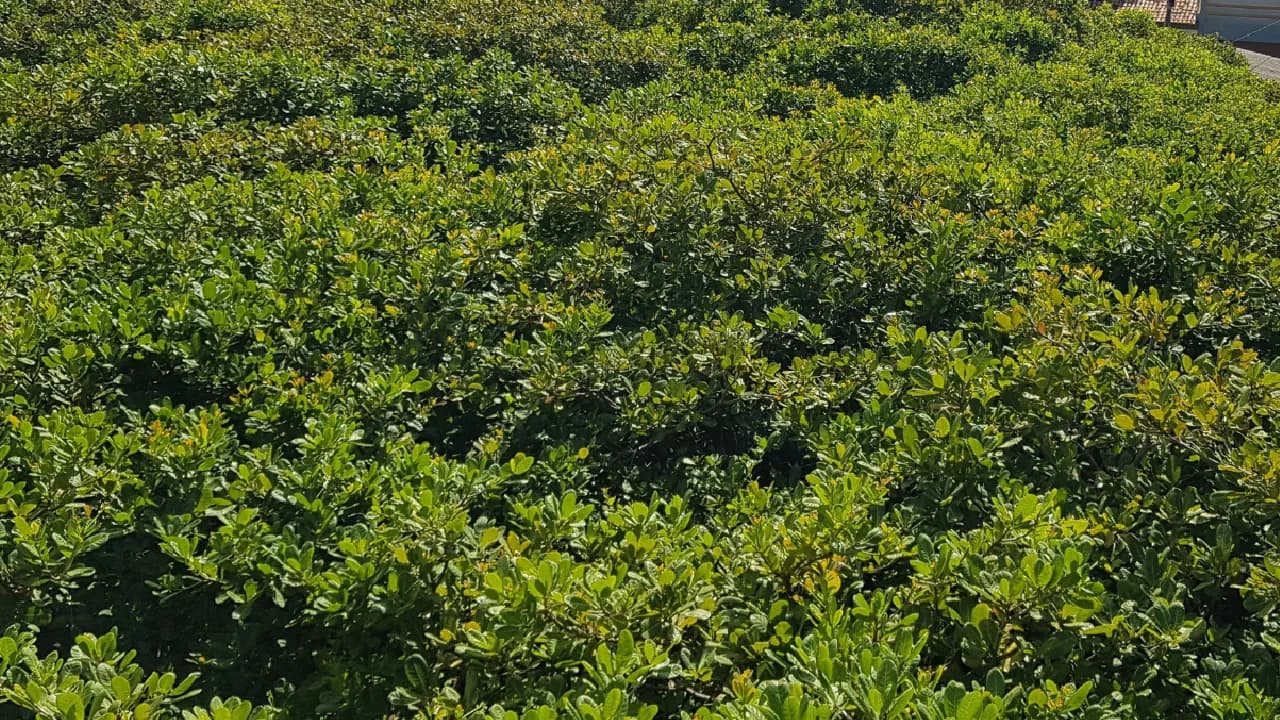NATAL - 7 Dias — foto 22
